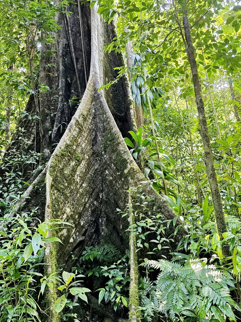 Dominica - Syndicate Nature Trail - Kapok tree