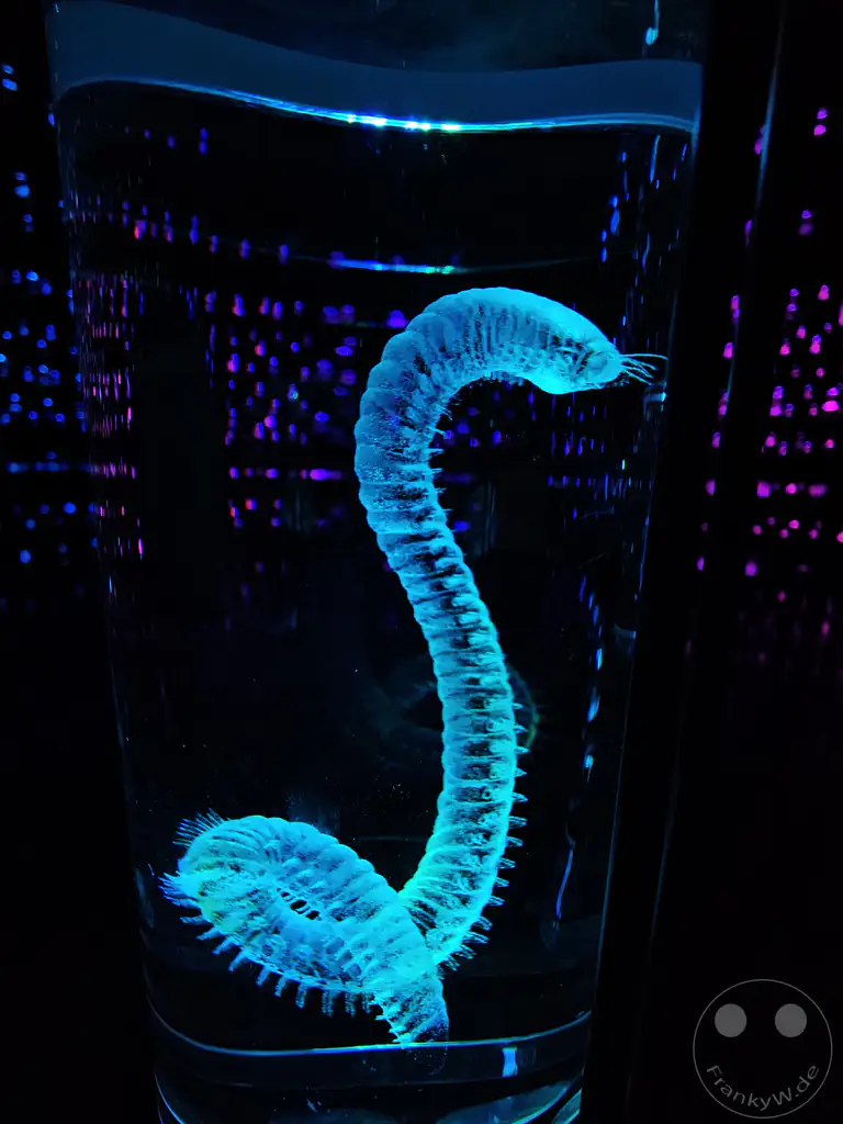 VAE - Dubai - Museum of the Future - Vault of Life