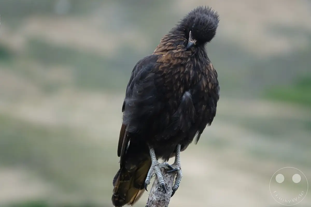 Falklandinseln (Malvinen) - Carcass Island