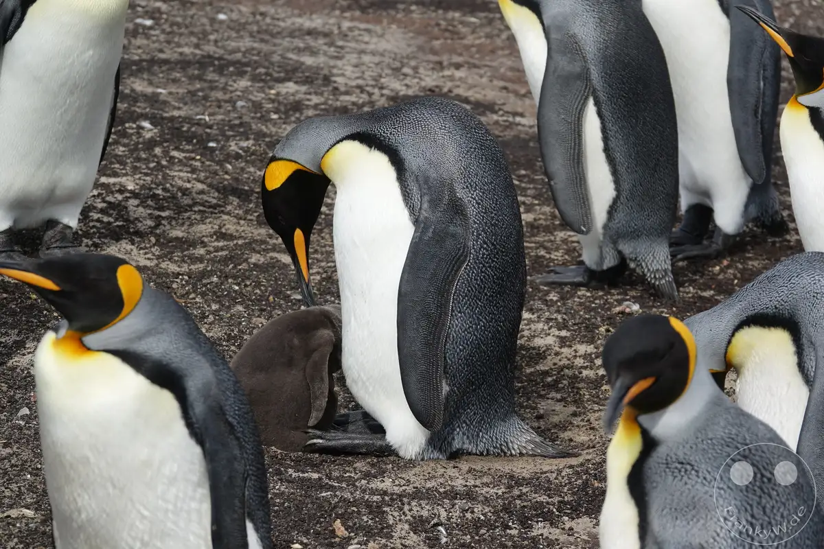 Falklandinseln (Malvinen) - Saunders Island