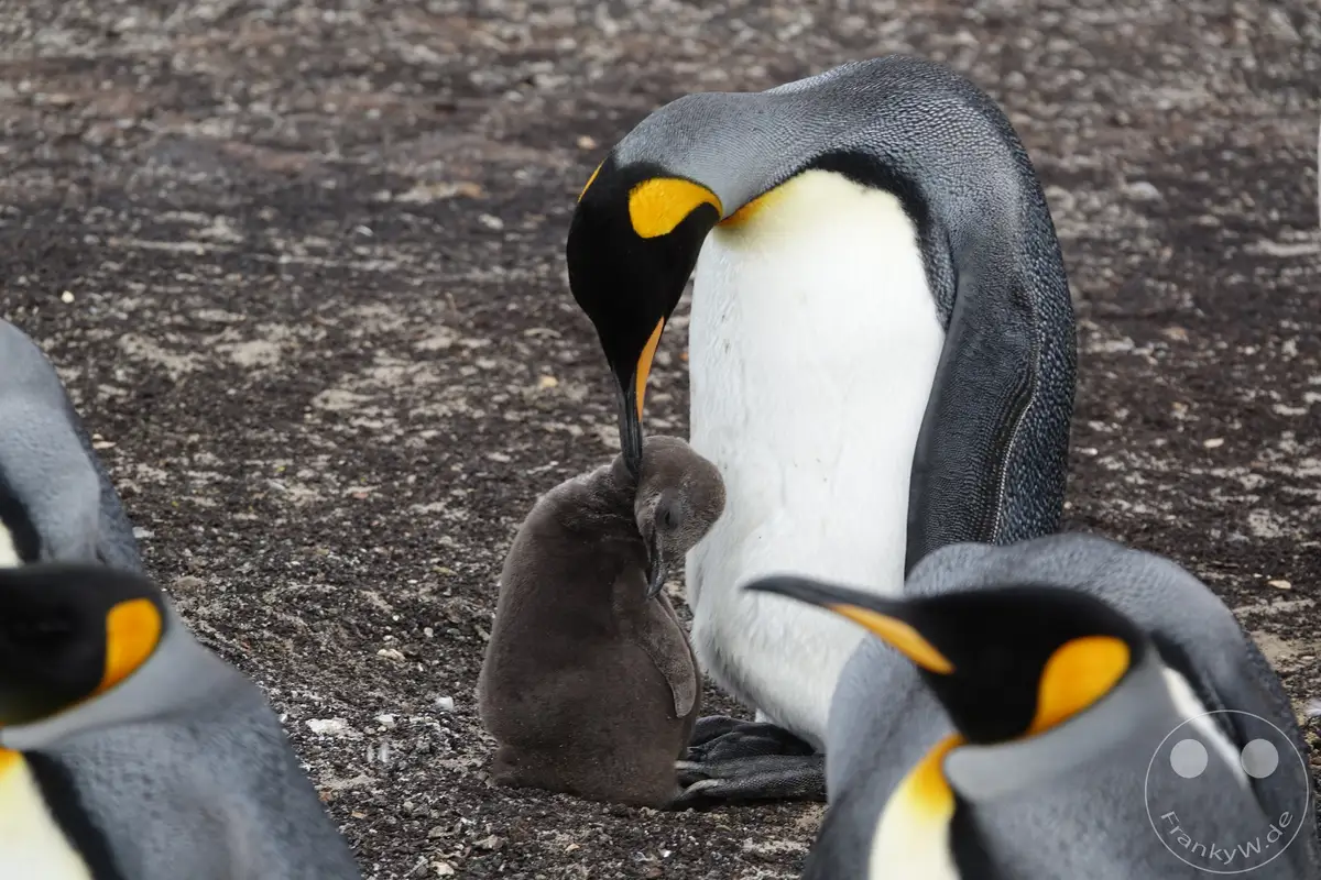 Falklandinseln (Malvinen) - Saunders Island