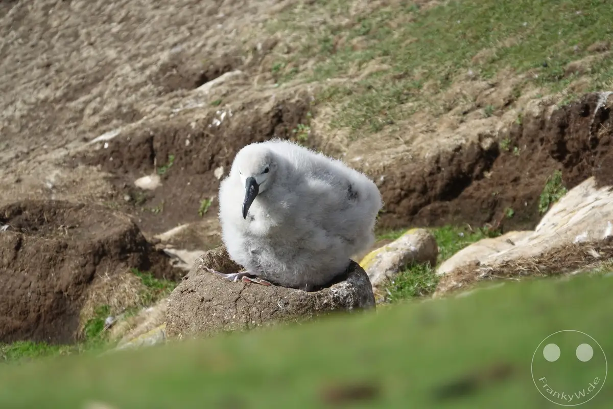 Falklandinseln (Malvinen) - Saunders Island