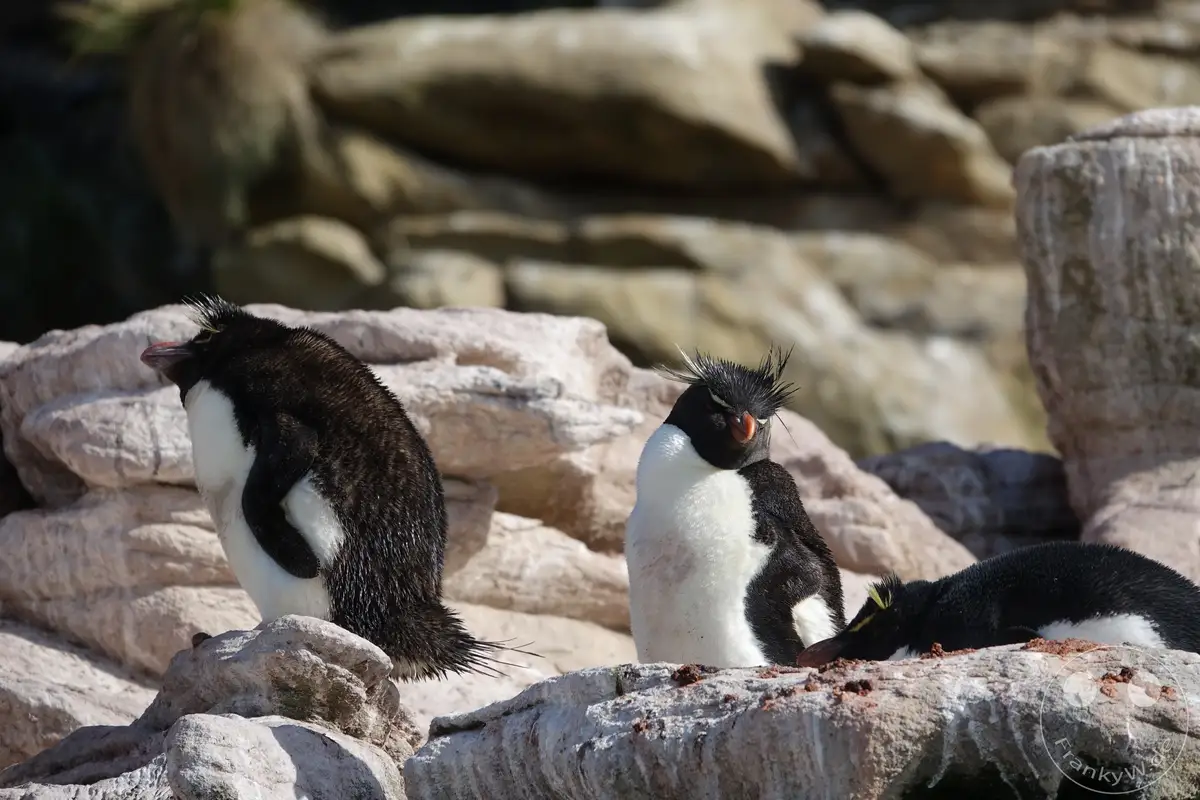 Falklandinseln (Malvinen) - Saunders Island