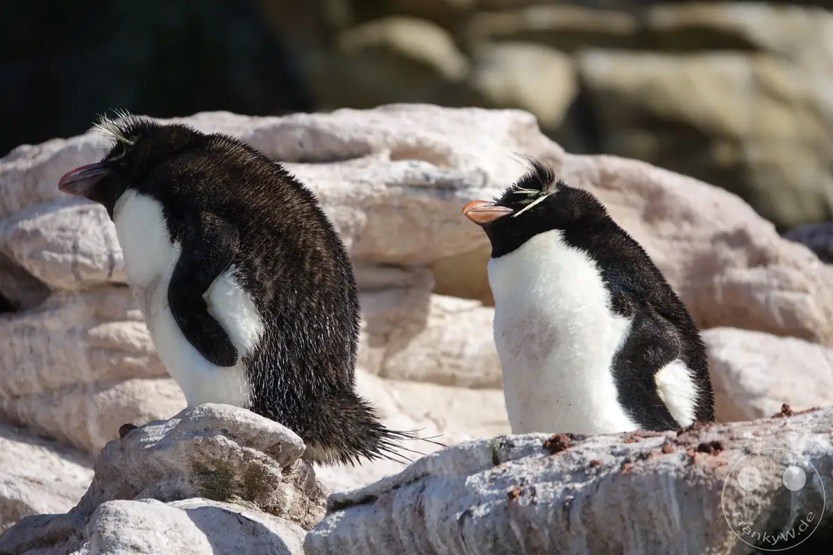 Falklandinseln (Malvinen) - Saunders Island