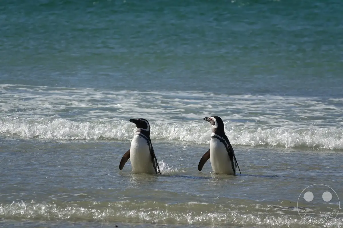 Falklandinseln (Malvinen) - Saunders Island