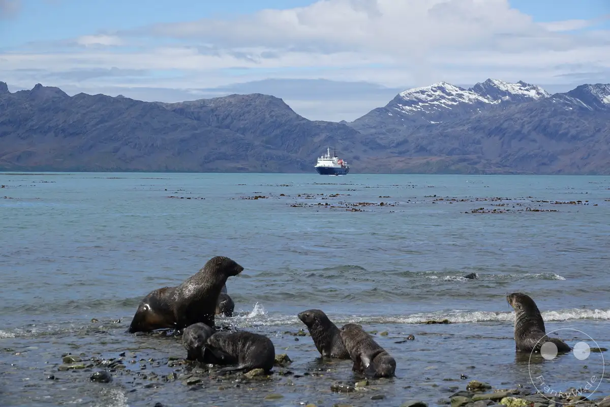 Südgeorgien und Südliche Sandwichsinseln - Grytviken