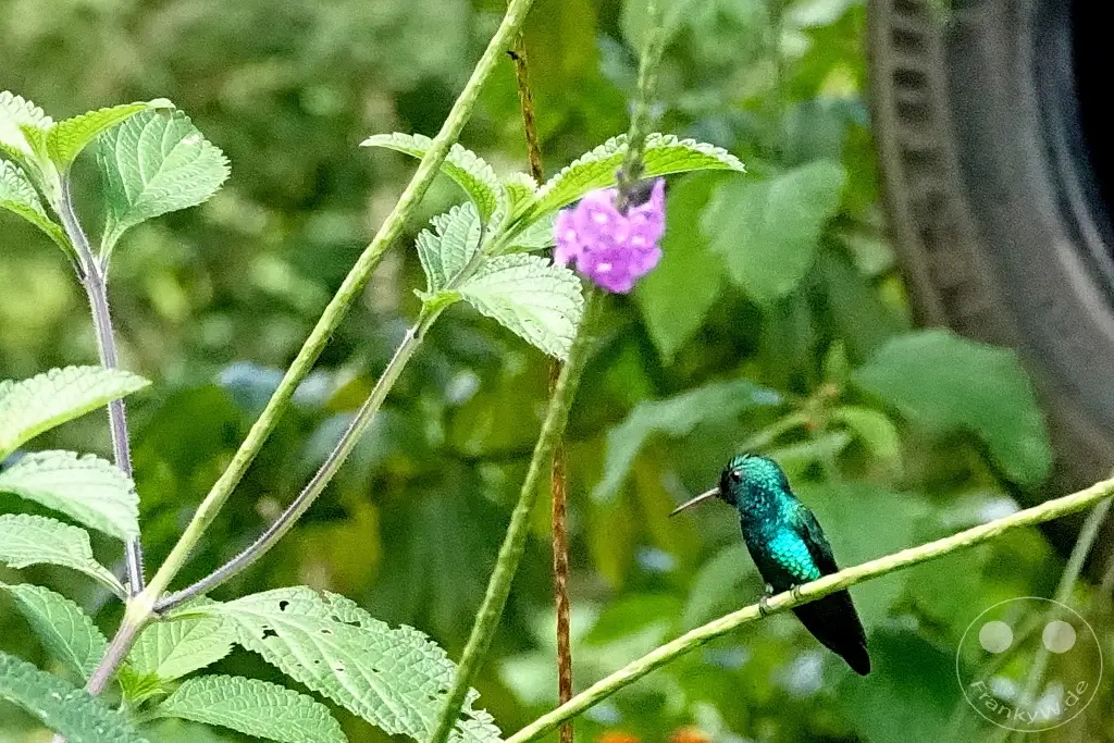 Trinidad - Yerettê - Home of the Hummingbird