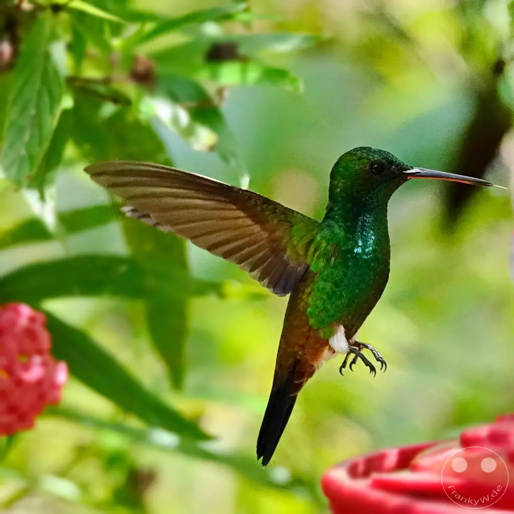 Trinidad - Yerettê - Home of the Hummingbird
