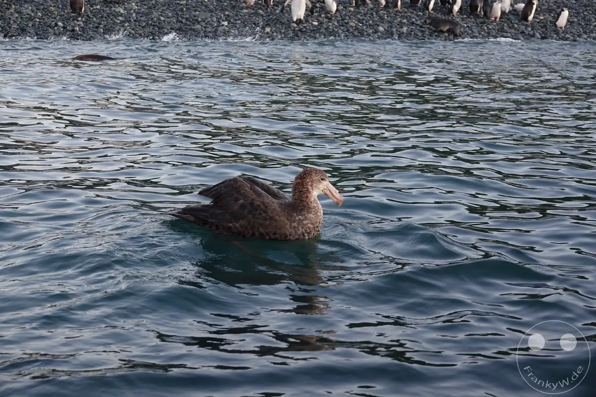 Südgeorgien und Südliche Sandwichsinseln - Cooper Bay