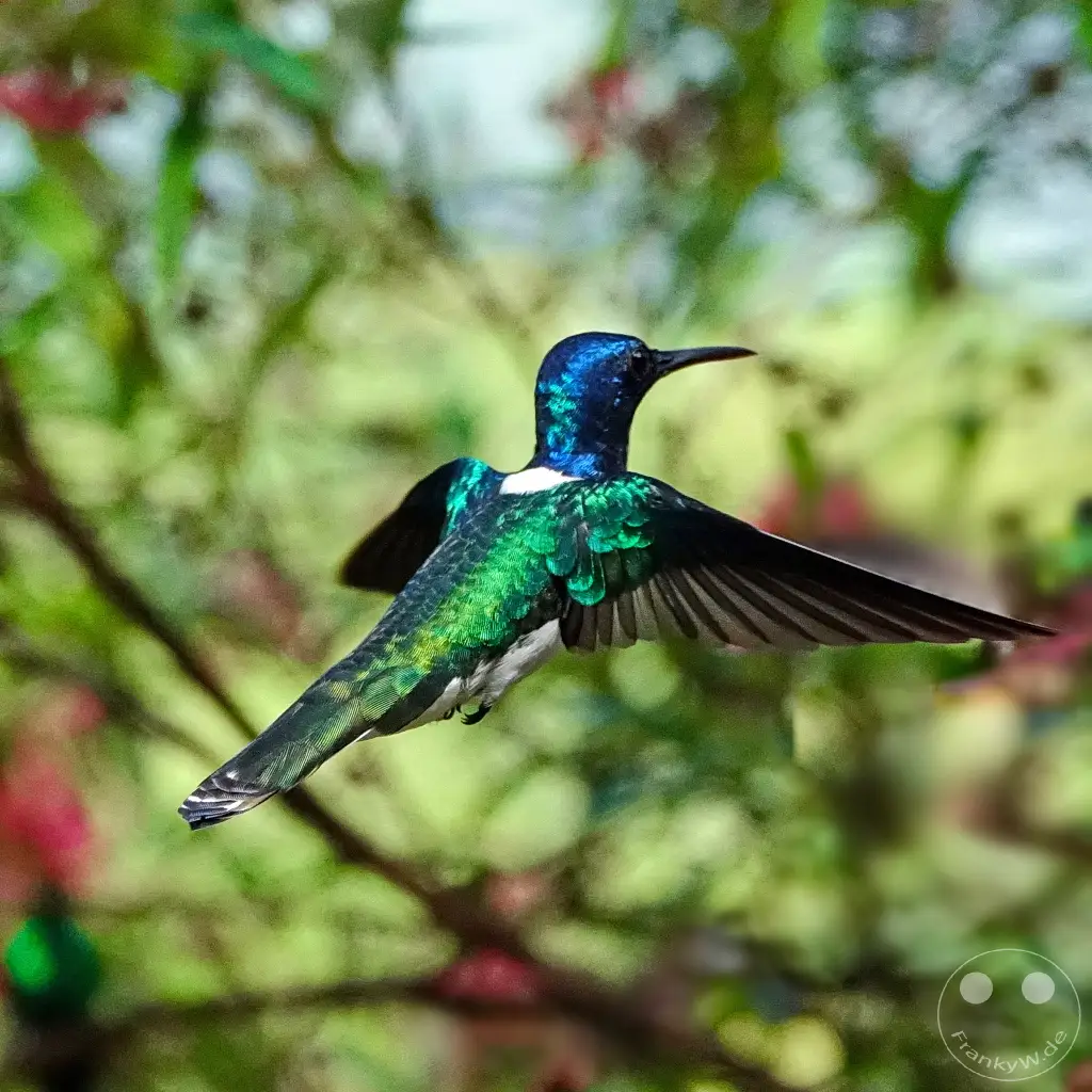 Trinidad - Yerettê - Home of the Hummingbird