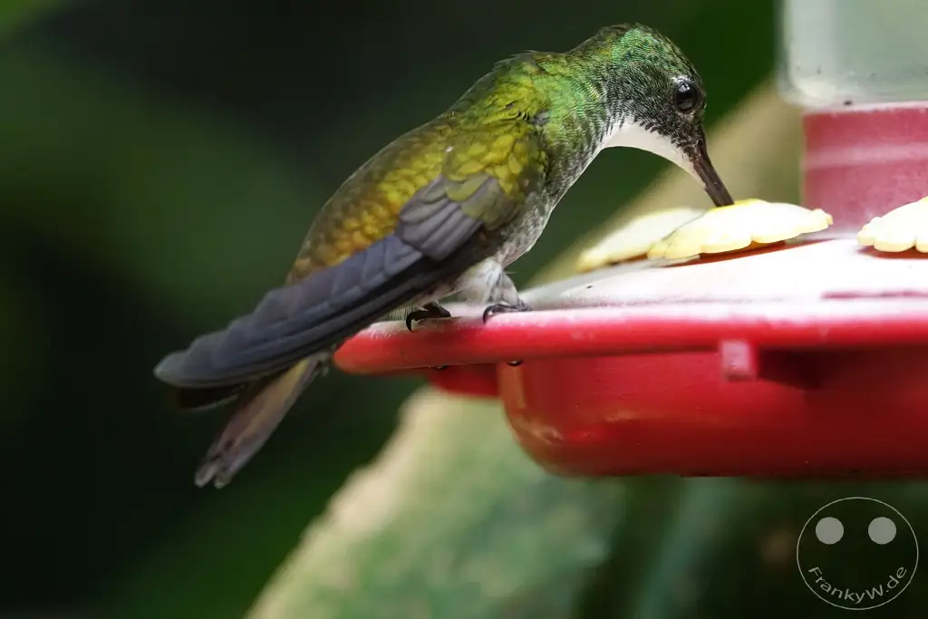 Trinidad - Yerettê - Home of the Hummingbird