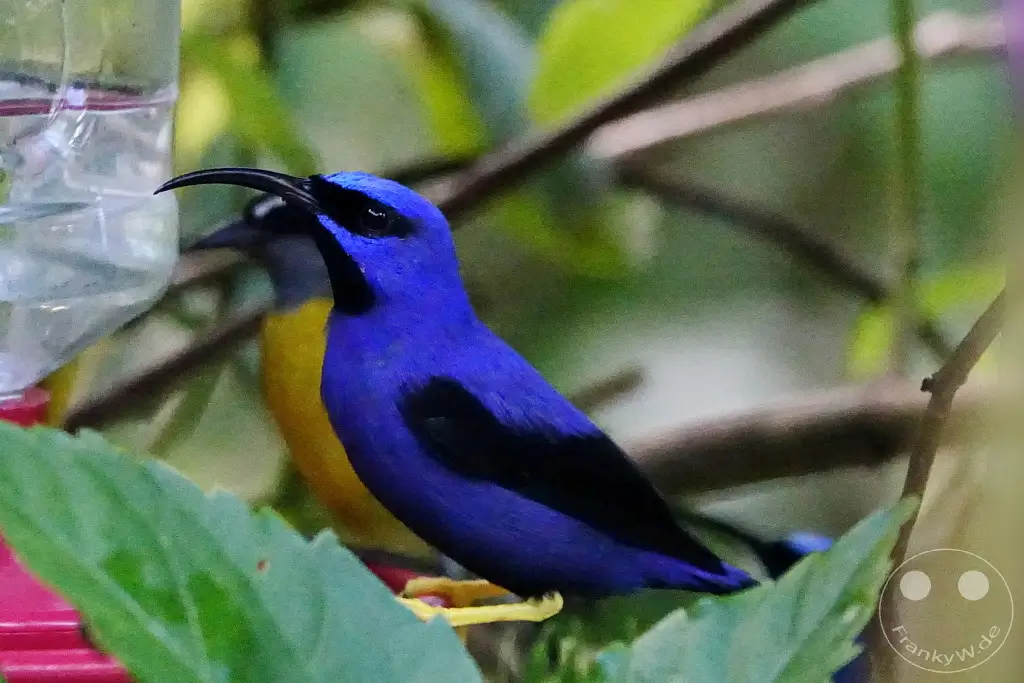 Trinidad - Yerettê - Home of the Hummingbird