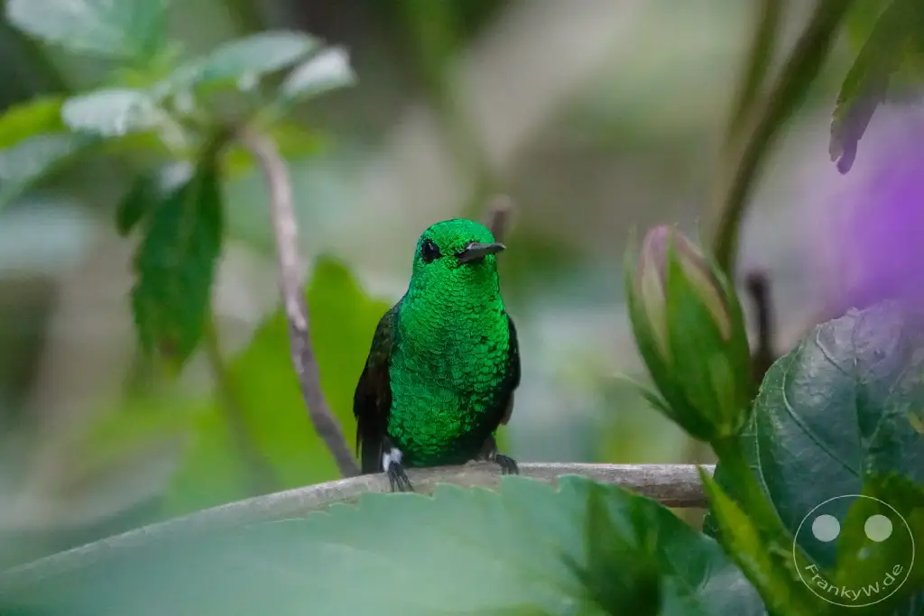 Trinidad - Yerettê - Home of the Hummingbird