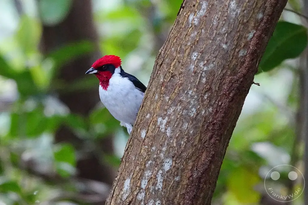 Trinidad - Caroni Bird Sanctuary - masked cardinal (Paroaria nigrogenis)