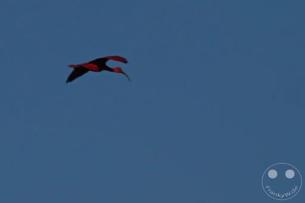 Trinidad - Caroni Bird Sanctuary - Red Ibis