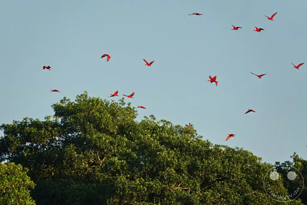 Trinidad - Caroni Bird Sanctuary - Red ibis swarm