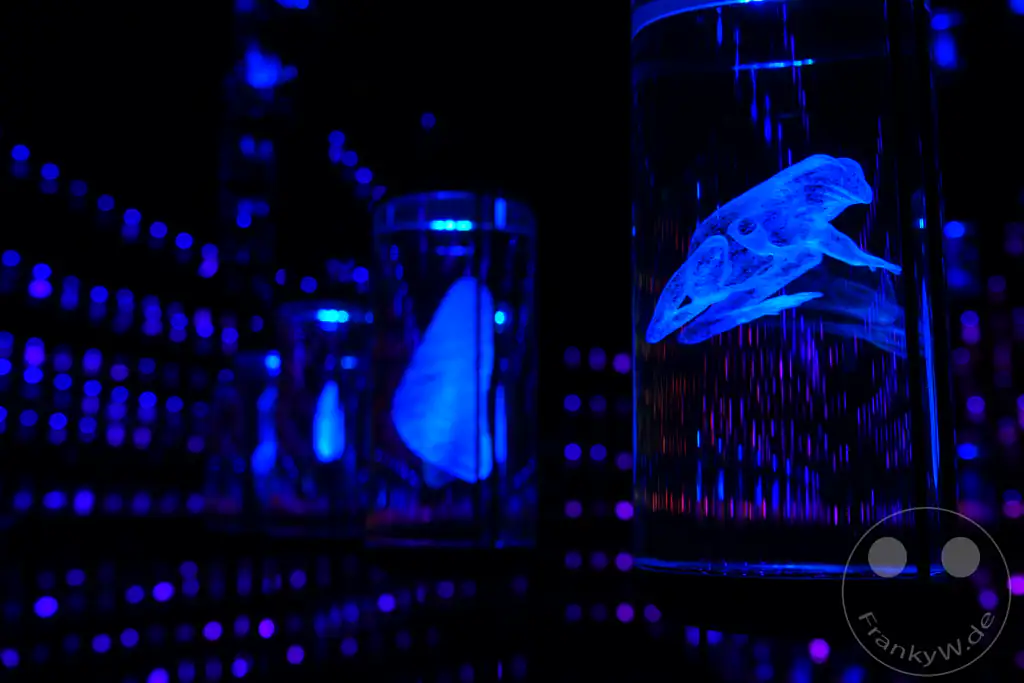VAE - Dubai - Museum of the Future - Vault of Life