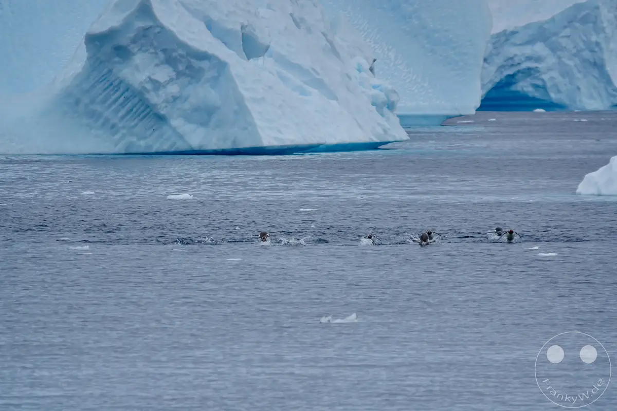 Antarktis - Cuverville Island