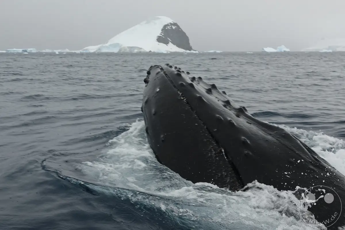 Antarktis - Cuverville Island
