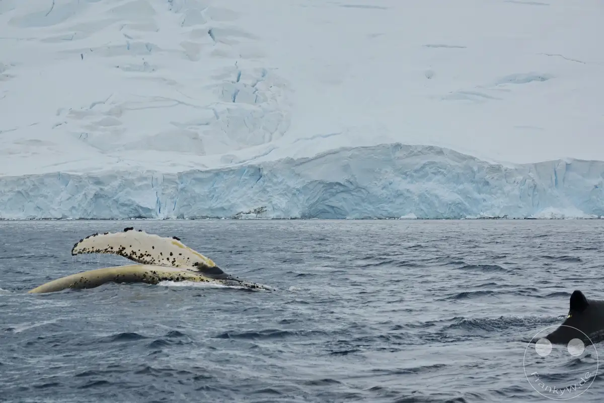 Antarktis - Cuverville Island