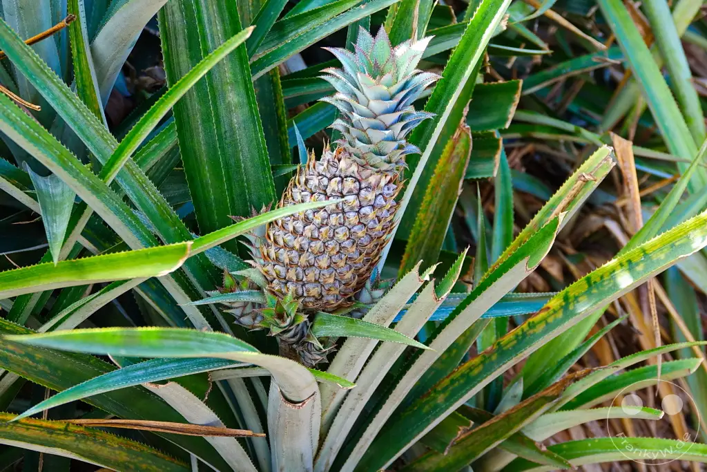 French Polynesia - Moorea - Pineapple