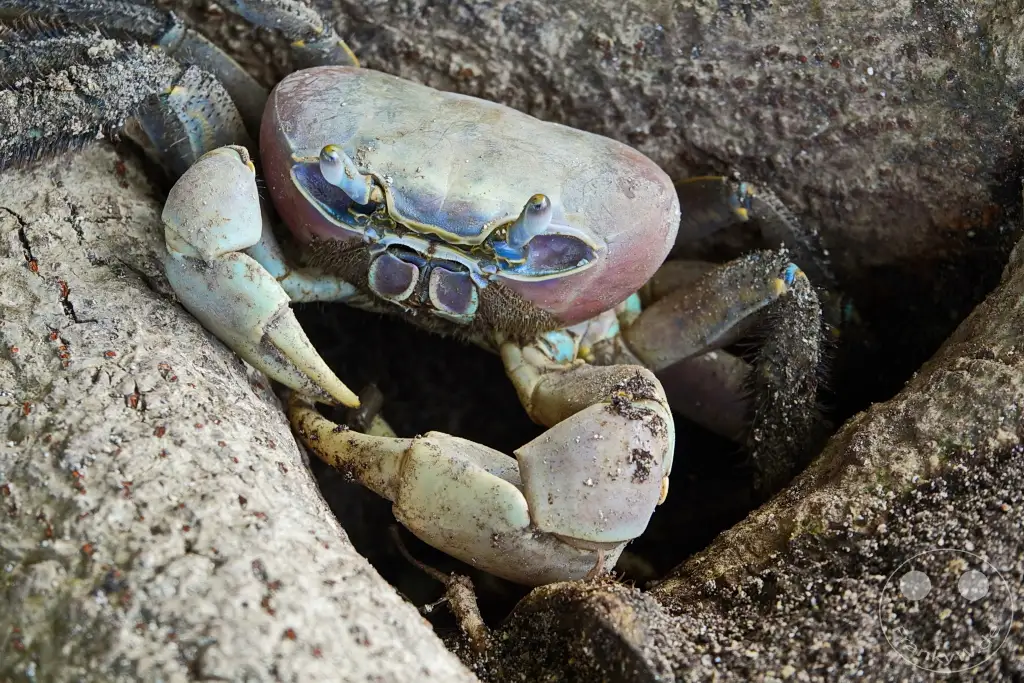 French Polynesia - Raiatea - Marae Taputapuatea - crab