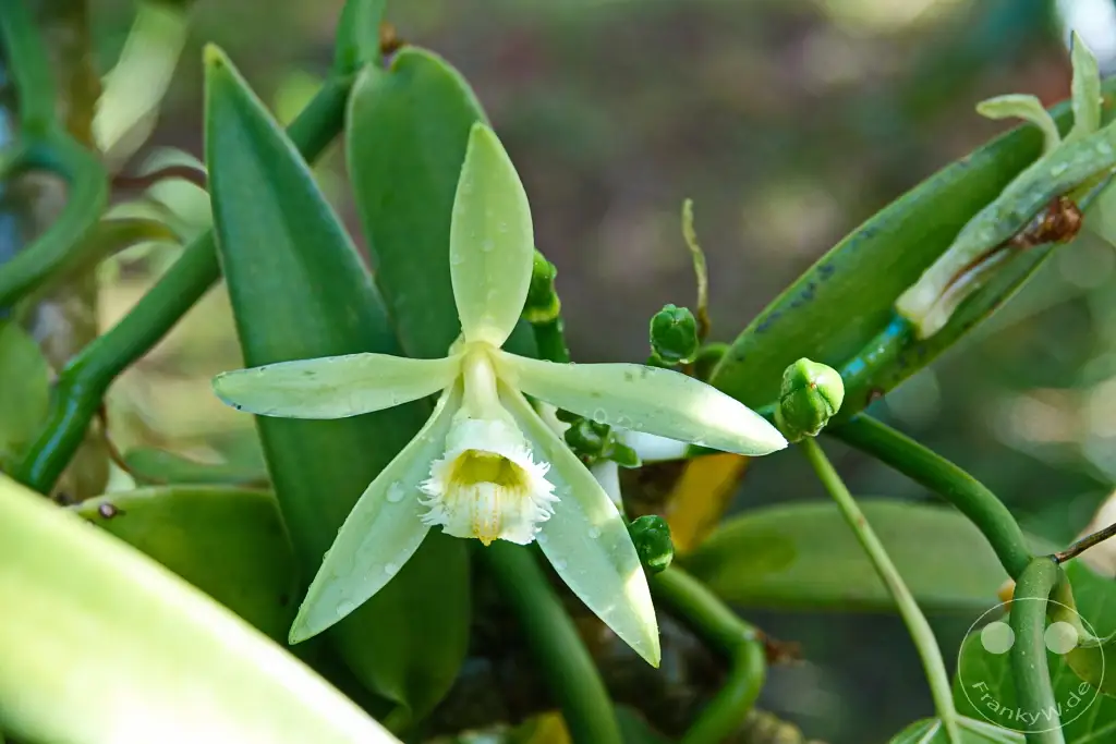 French Polynesia - Tahaa - Vanira - Vanille de Tahaa