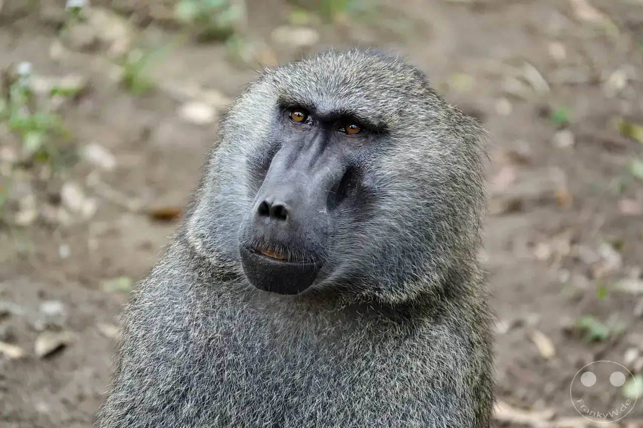 Tansania - Arusha-Nationalpark