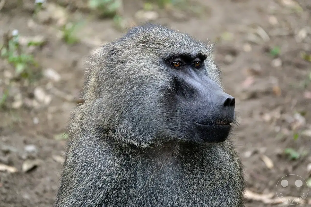 Tansania - Arusha-Nationalpark