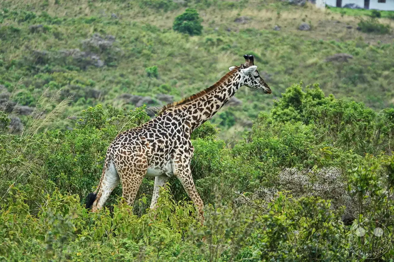 Tansania - Arusha-Nationalpark