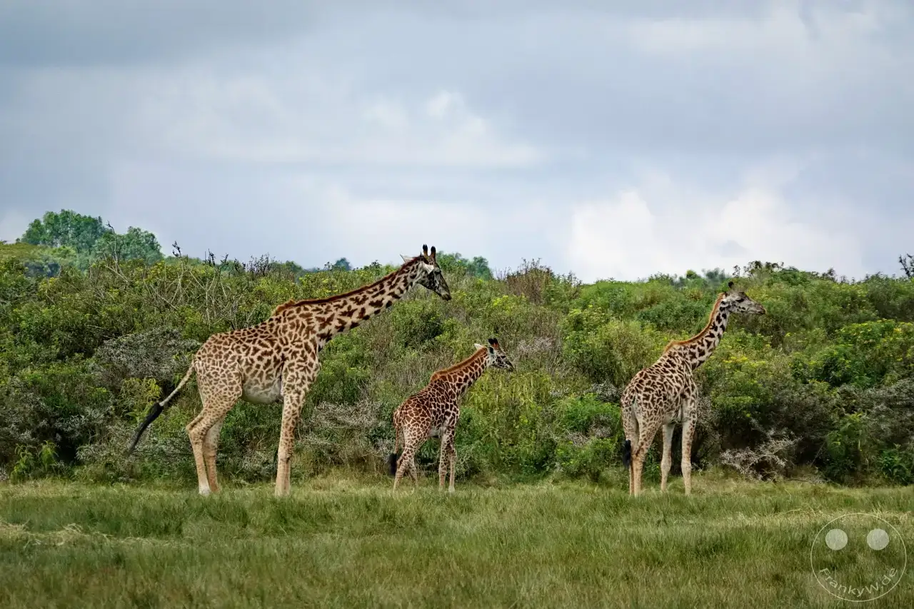 Tansania - Arusha-Nationalpark