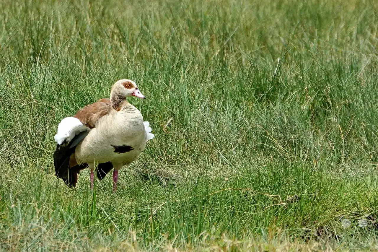 Tansania - Arusha-Nationalpark