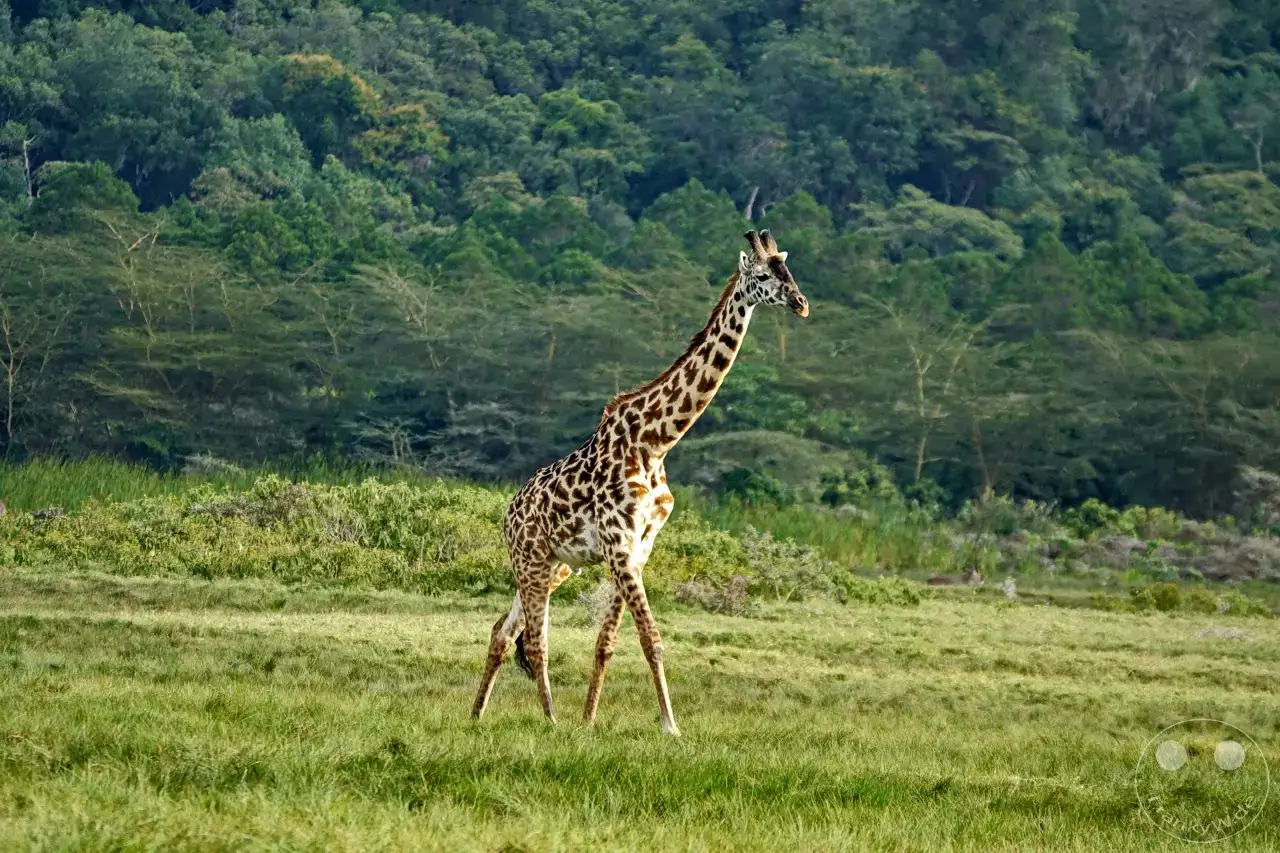 Tansania - Arusha-Nationalpark