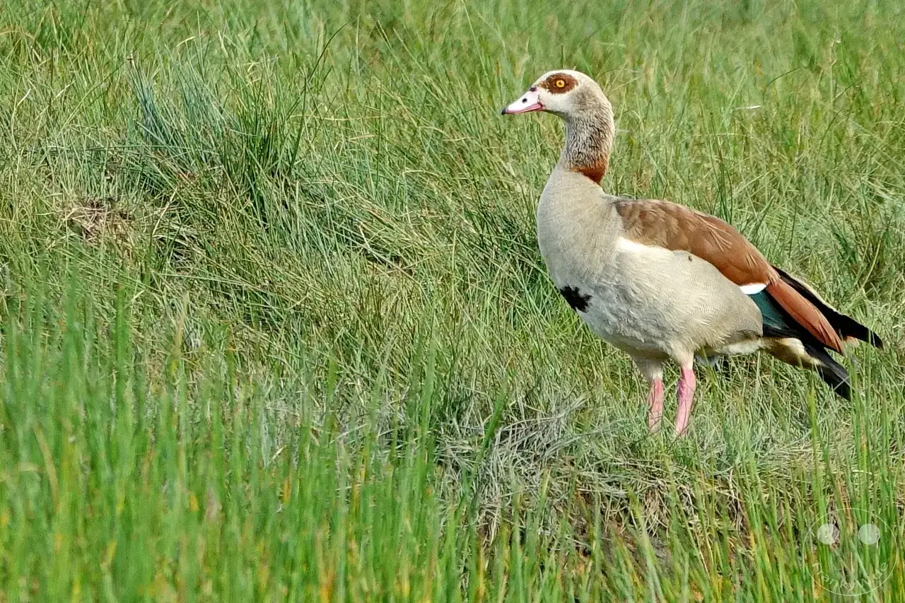 Tansania - Arusha-Nationalpark