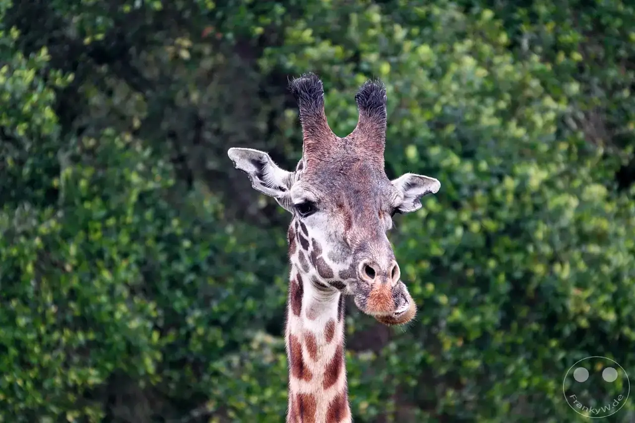 Tansania - Arusha-Nationalpark