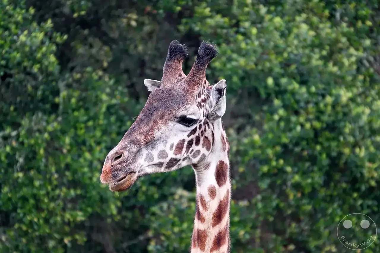Tansania - Arusha-Nationalpark