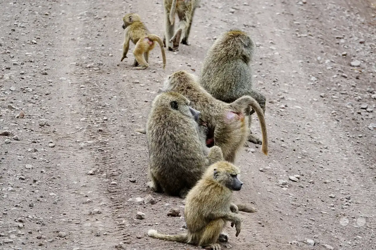 Tansania - Arusha-Nationalpark