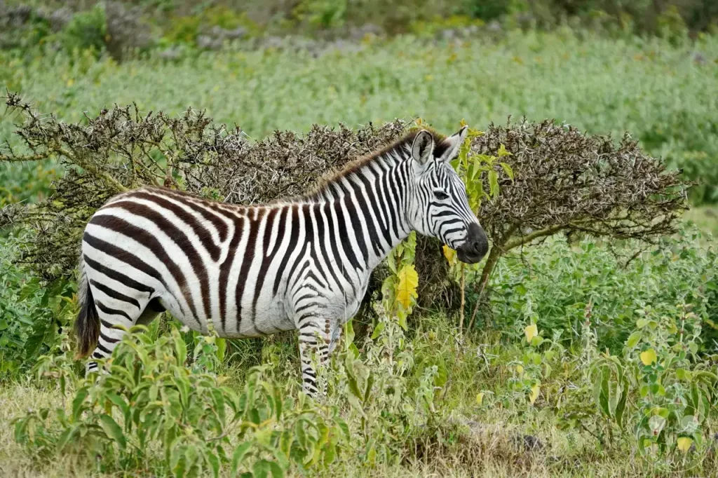Tansania - Arusha-Nationalpark