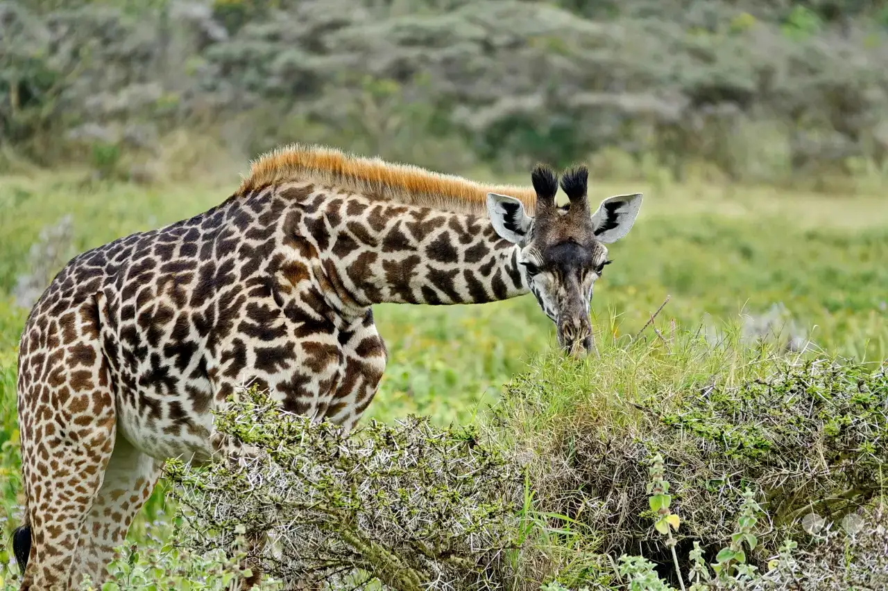Tansania - Arusha-Nationalpark