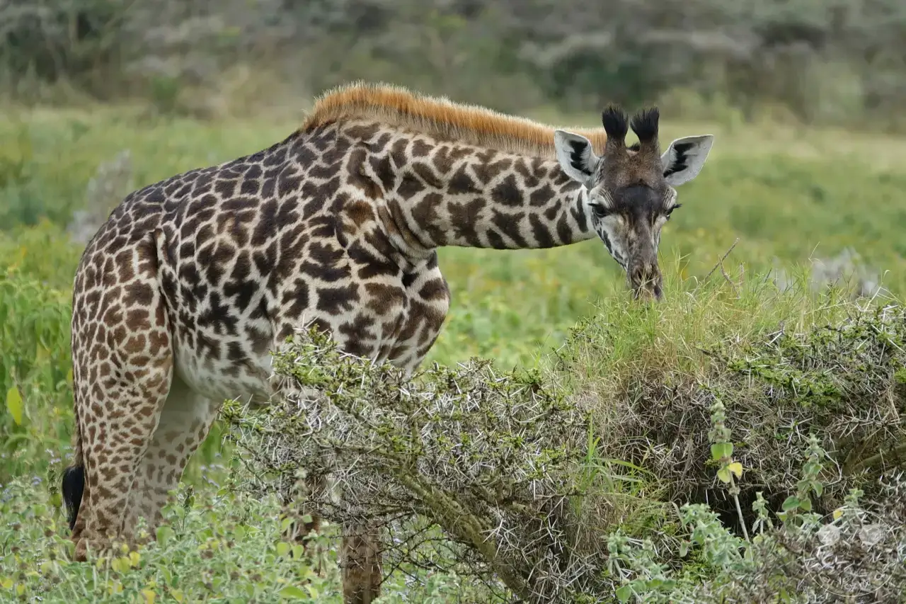 Tansania - Arusha-Nationalpark
