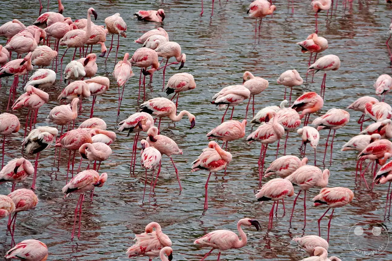 Tansania - Arusha-Nationalpark