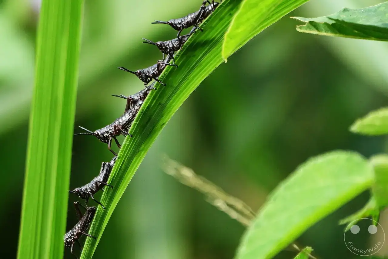 Tansania - Arusha-Nationalpark