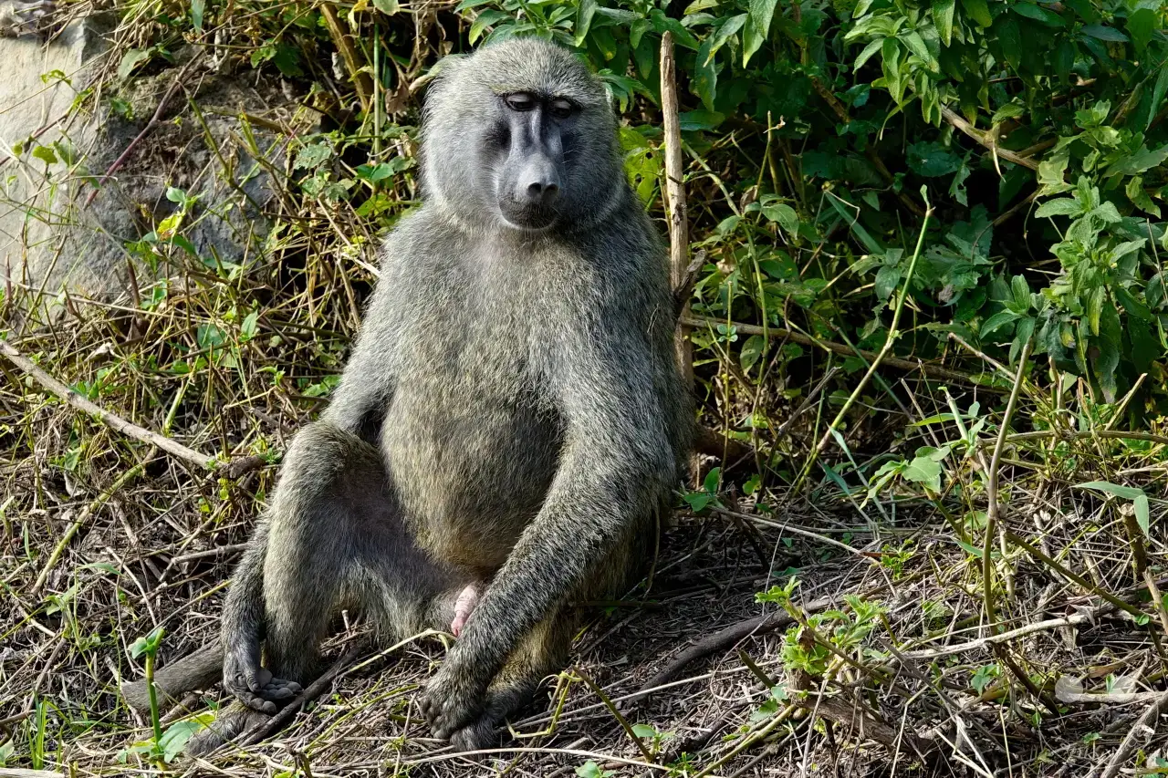 Tansania - Arusha-Nationalpark