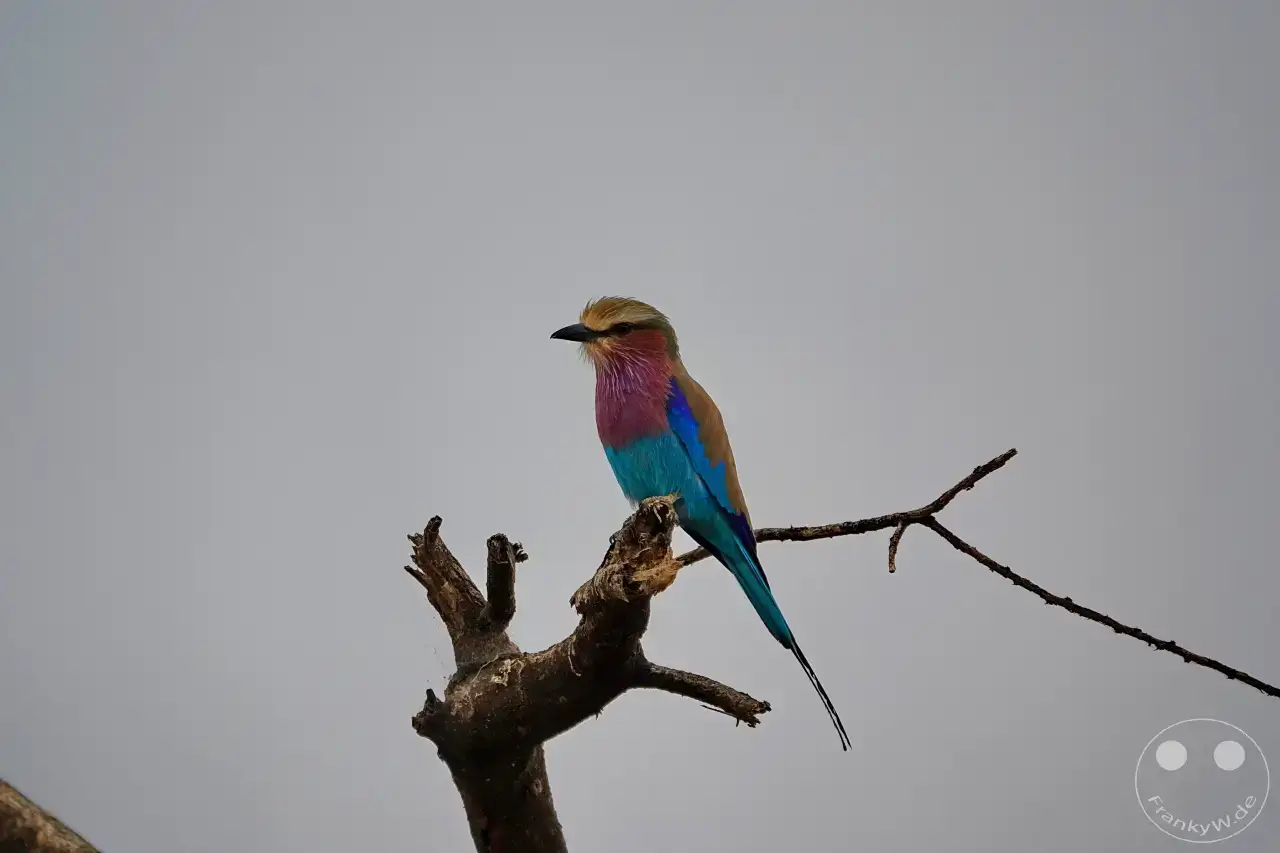 Tansania - Tarangire-Nationalpark