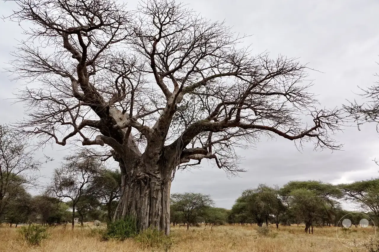 Tansania - Tarangire-Nationalpark