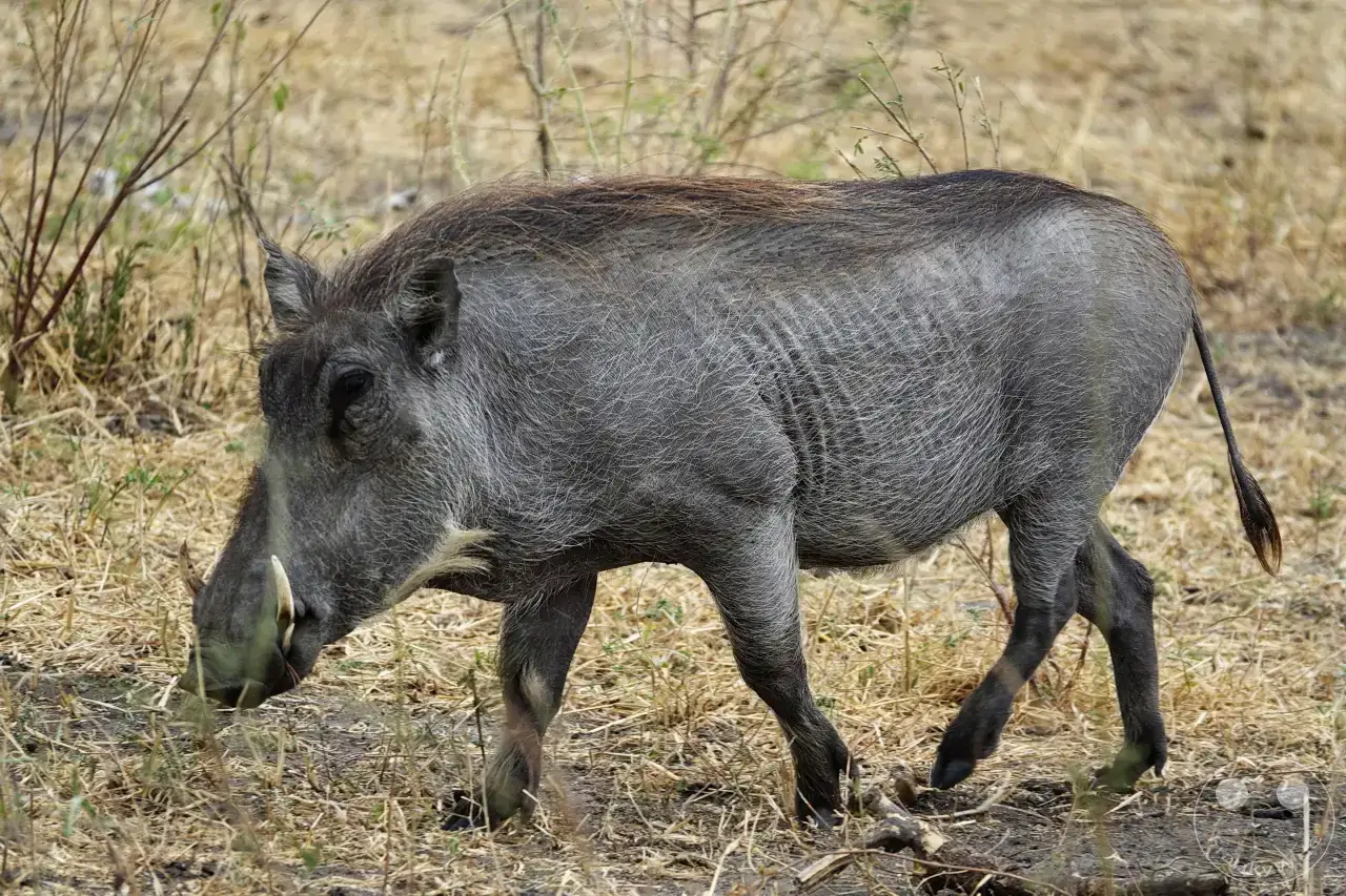 Tansania - Tarangire-Nationalpark