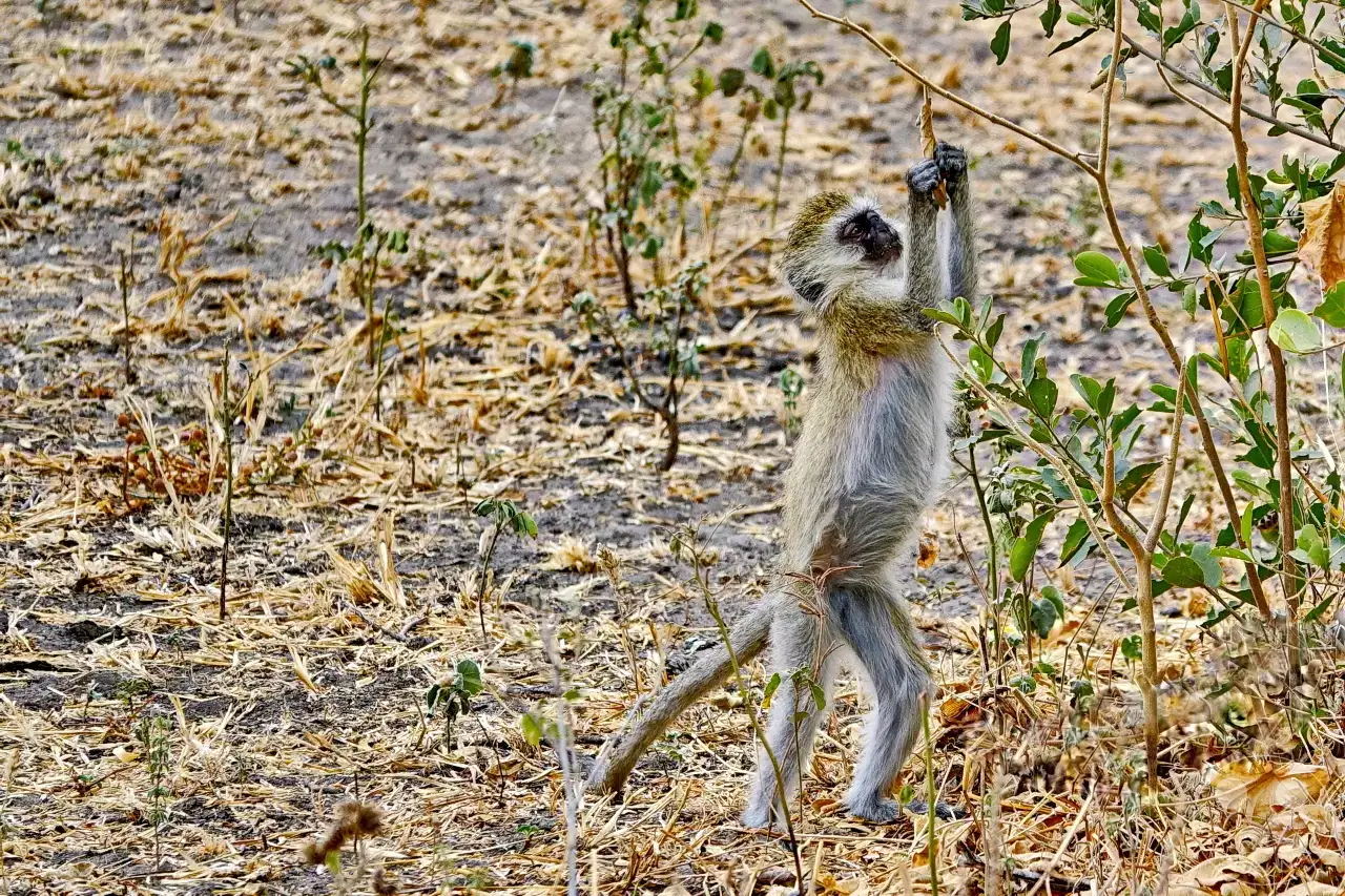 Tansania - Tarangire-Nationalpark