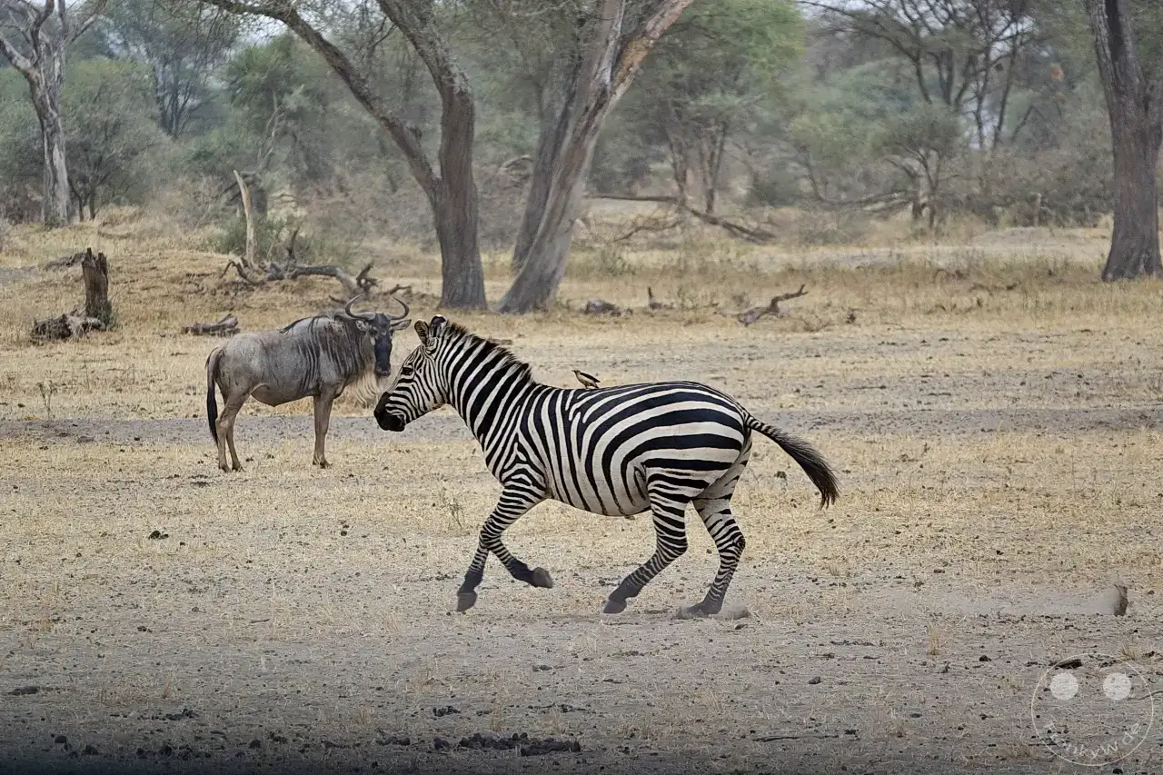 Tansania - Tarangire-Nationalpark