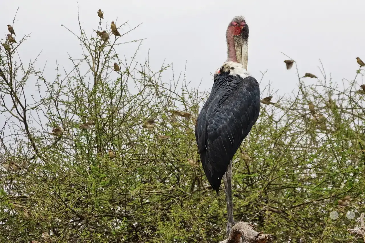 Tansania - Tarangire-Nationalpark