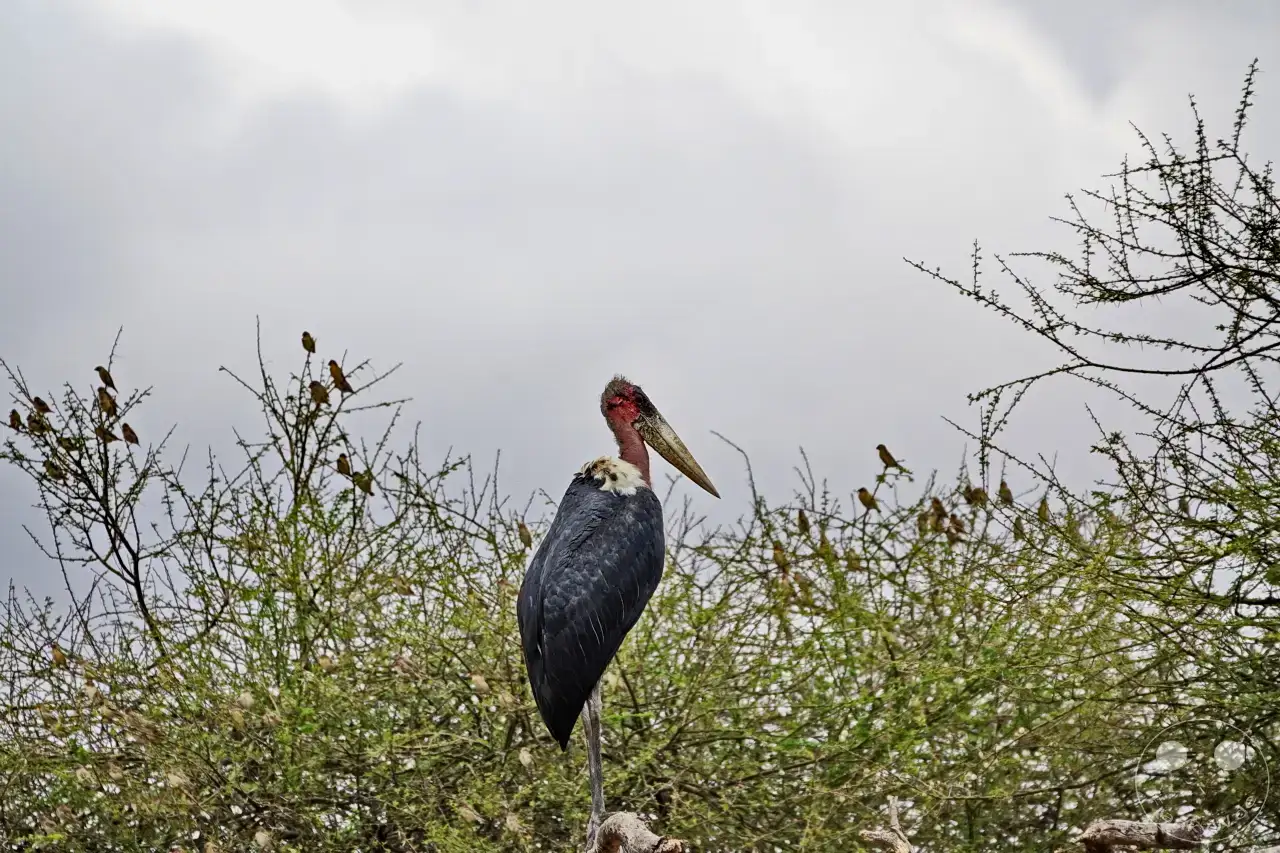 Tansania - Tarangire-Nationalpark